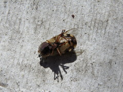 Copestylum macrocephalum