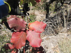 Quercus jonesii
