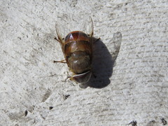 Copestylum macrocephalum