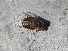 Copestylum macrocephalum