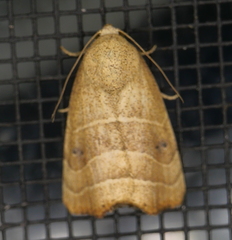 Bagisara repanda