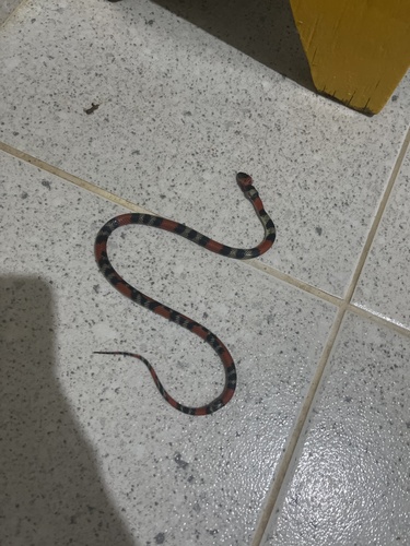 Brazilian False Coral Snake