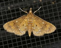 Niphograpta albiguttalis