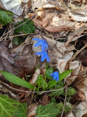 Scilla siberica