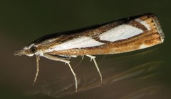 Catoptria permutatellus