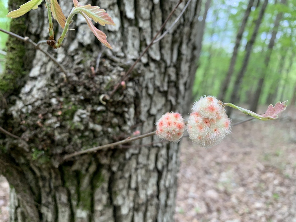 Wool Sower Gall Wasp