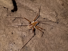 Hadenoecus subterraneus