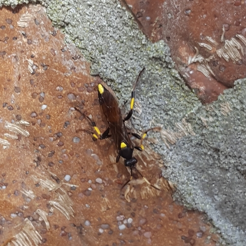 Geelgevlekte schorssluiper, 1797 SL Den Hoorn, North Holland, Netherlands, photo 9 of 10