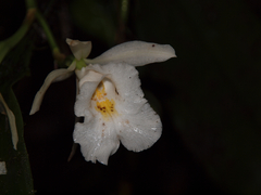 Trichopilia fragrans