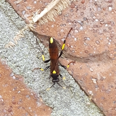 Ichneumon stramentor