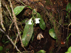 Trichopilia fragrans
