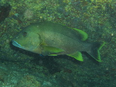 Lutjanus rivulatus