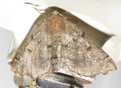 Odontopera bidentata