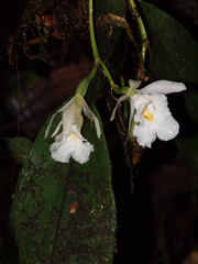 Trichopilia fragrans