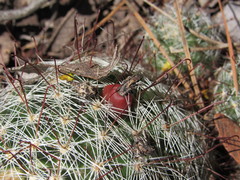 Mammillaria barbata