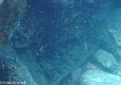 Eques punctatus