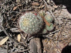 Mammillaria barbata