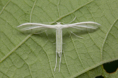 Pterophorus lacteipennis