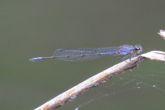 Enallagma cardenium