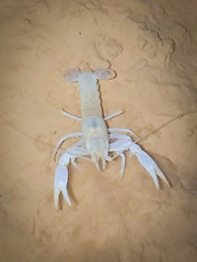 Orconectes pellucidus