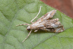 Paracataclysta fuscalis