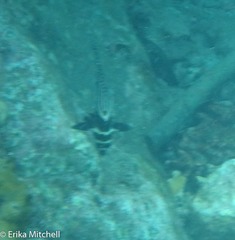 Eques punctatus