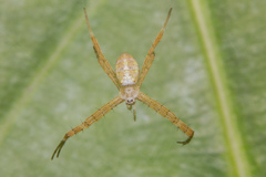 Argiope dang