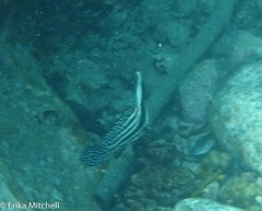 Eques punctatus