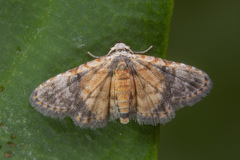 Araeopteron rufescens