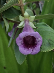 Paliavana tenuiflora