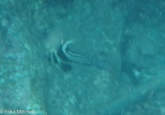 Eques punctatus