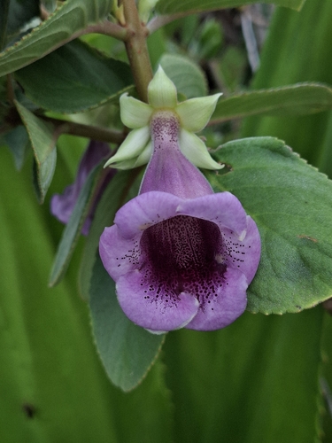 Paliavana tenuiflora, photograph 2
