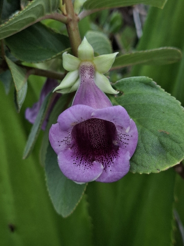 Paliavana tenuiflora, photograph 3