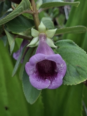Paliavana tenuiflora, photograph (c) Carlos Henrique, some rights reserved (CC BY-SA)