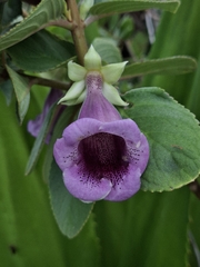 Paliavana tenuiflora, photograph (c) Carlos Henrique, some rights reserved (CC BY-SA)