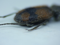 Panagaeus cruxmajor