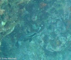 Eques punctatus