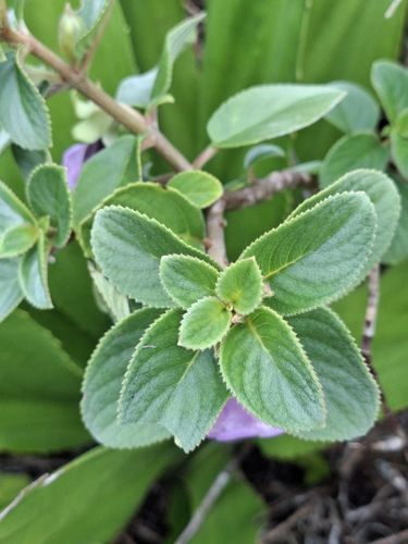 Paliavana tenuiflora, photograph 6