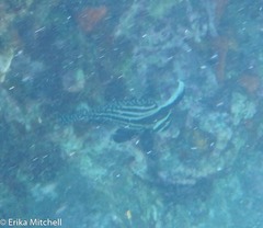 Eques punctatus