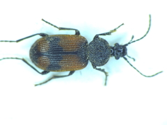 Panagaeus cruxmajor