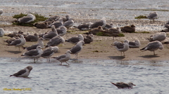 Larus brachyrhynchus