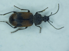 Panagaeus cruxmajor