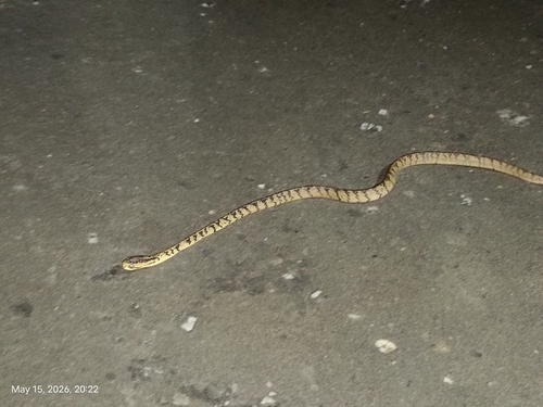 Common Slug Snake