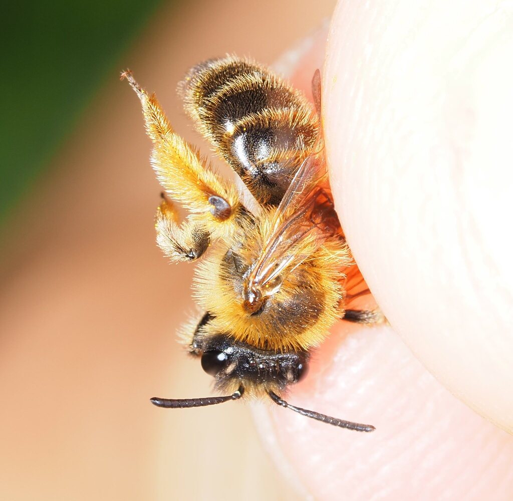 Andrena vulpecula