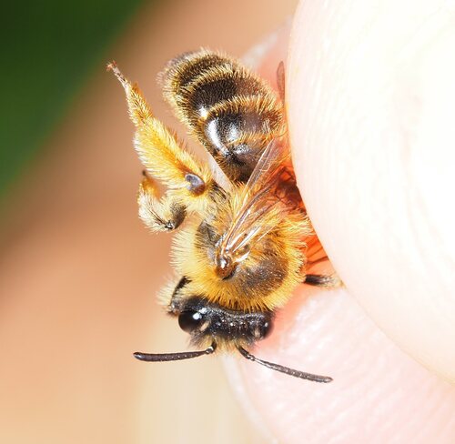 Andrena vulpecula