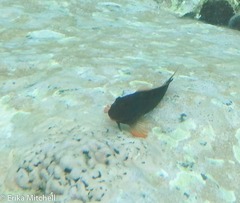 Ophioblennius macclurei