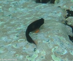 Ophioblennius macclurei