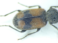 Panagaeus cruxmajor