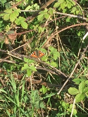 Aglais urticae