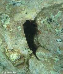 Ophioblennius macclurei